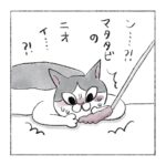 マタタビ猫