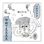 猫とセミ