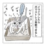 ダンボール好き猫