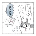 ご飯催促猫