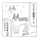 ファンサえぐい猫