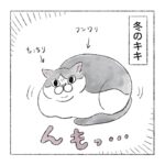 冬と夏の猫