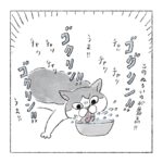 冬の水セレブ猫