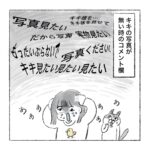 猫のコメント欄