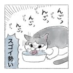 水セレブ猫