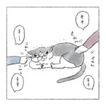 年末の猫