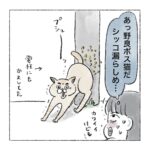 ボス野良猫再び