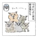 野良猫紹介