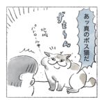 ガンバレ！ボス(仮)猫