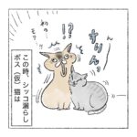 非モテのボス(仮)猫