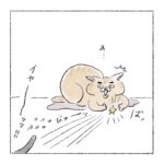 強行突破のボス猫