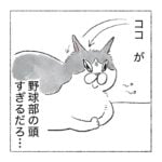 野球部のねこ
