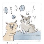 ボス猫の威厳　無し