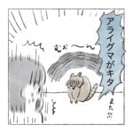 アライグマ怖すぎ