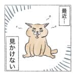 野良ボスシッコ漏らし猫
