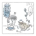 アライグマ襲来再び