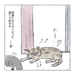 さび猫ルーティン