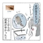 オタマジャクシとるぞ(終)