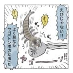 オタマジャクシとるぞ④