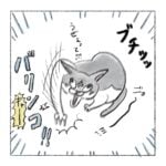寝癖がある猫めっちゃ良い